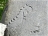 Ф4